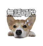 ウェルシュコーギーLUPO（個別スタンプ：7）