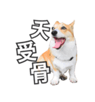 ウェルシュコーギーLUPO（個別スタンプ：8）