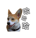 ウェルシュコーギーLUPO（個別スタンプ：9）