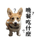 ウェルシュコーギーLUPO（個別スタンプ：10）