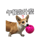 ウェルシュコーギーLUPO（個別スタンプ：11）