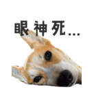 ウェルシュコーギーLUPO（個別スタンプ：12）