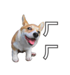 ウェルシュコーギーLUPO（個別スタンプ：13）