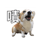 ウェルシュコーギーLUPO（個別スタンプ：14）