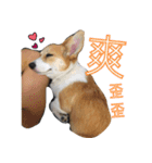 ウェルシュコーギーLUPO（個別スタンプ：15）