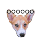 ウェルシュコーギーLUPO（個別スタンプ：16）