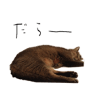 茶猫と黒猫の実写スタンプ（個別スタンプ：2）