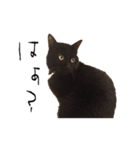 茶猫と黒猫の実写スタンプ（個別スタンプ：3）