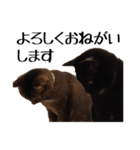 茶猫と黒猫の実写スタンプ（個別スタンプ：4）