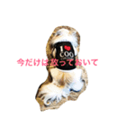 しろとちゃのチワワ（個別スタンプ：2）