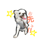 しろとちゃのチワワ（個別スタンプ：4）