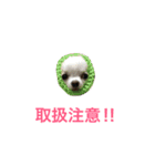 しろとちゃのチワワ（個別スタンプ：9）