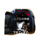 しろとちゃのチワワ（個別スタンプ：15）