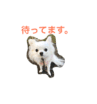 しろとちゃのチワワ（個別スタンプ：16）