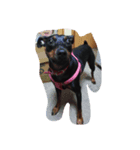 mydog.17（個別スタンプ：1）