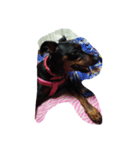 mydog.17（個別スタンプ：2）