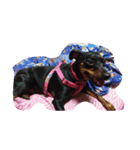 mydog.17（個別スタンプ：3）