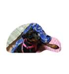 mydog.17（個別スタンプ：4）