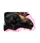 mydog.17（個別スタンプ：5）