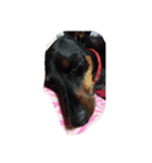 mydog.17（個別スタンプ：8）