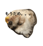 ばたこスタンプ（個別スタンプ：1）