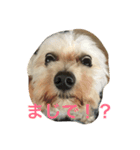 ばたこスタンプ（個別スタンプ：2）
