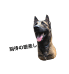 犬 犬犬（個別スタンプ：1）