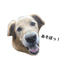 犬 犬犬（個別スタンプ：2）