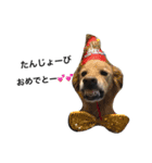 犬 犬犬（個別スタンプ：3）