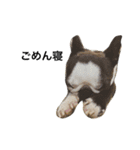 犬 犬犬（個別スタンプ：4）