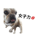 犬 犬犬（個別スタンプ：6）