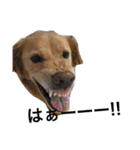 犬 犬犬（個別スタンプ：8）