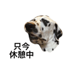 犬 犬犬（個別スタンプ：9）