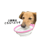 犬 犬犬（個別スタンプ：11）