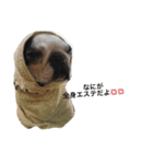 犬 犬犬（個別スタンプ：13）
