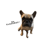 犬 犬犬（個別スタンプ：14）
