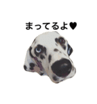 犬 犬犬（個別スタンプ：15）