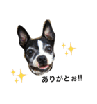 犬 犬犬（個別スタンプ：17）