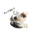 犬 犬犬（個別スタンプ：19）