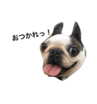 犬 犬犬（個別スタンプ：23）