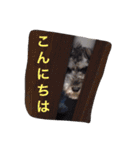 さだくろう（個別スタンプ：5）