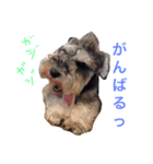 さだくろう（個別スタンプ：7）