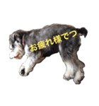 さだくろう（個別スタンプ：9）
