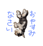 さだくろう（個別スタンプ：11）