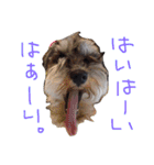 さだくろう（個別スタンプ：16）