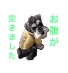 さだくろう（個別スタンプ：17）