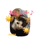 三毛猫 nana 01（個別スタンプ：1）