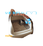 三毛猫 nana 01（個別スタンプ：4）