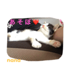 三毛猫 nana 01（個別スタンプ：6）