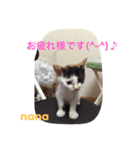 三毛猫 nana 01（個別スタンプ：7）